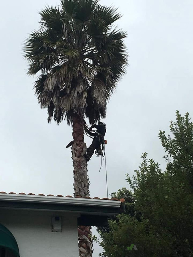 Removing hazardous palm trees