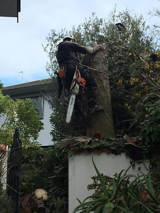 Palm tree removals