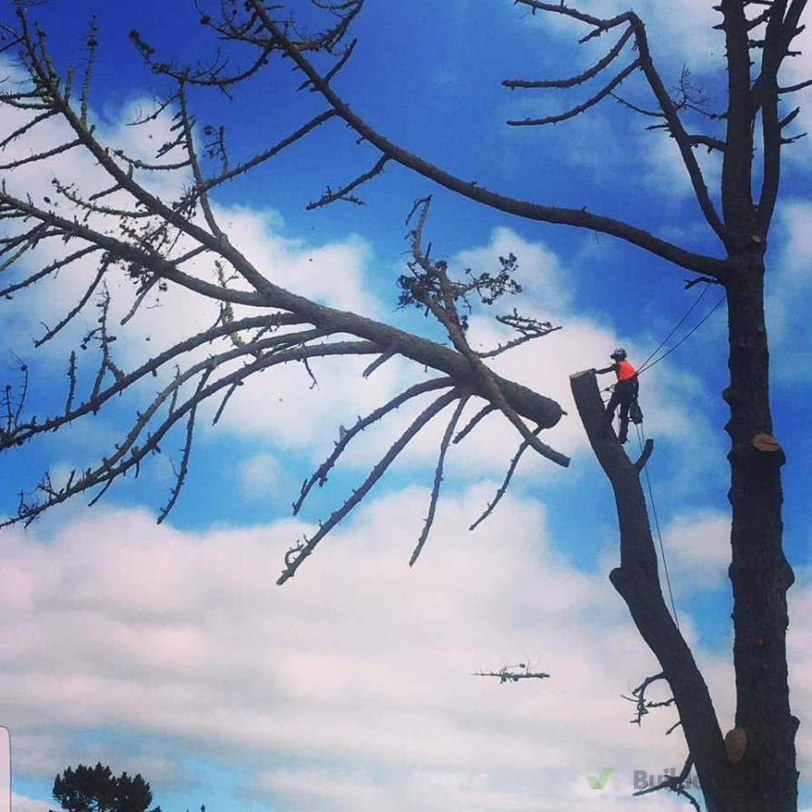 Big pine tree removals