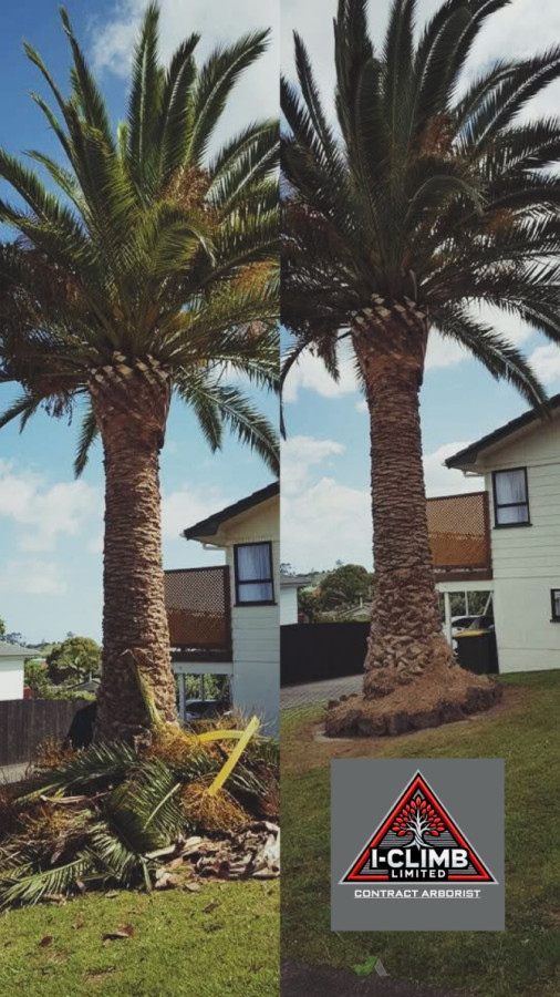 Phoenix palm tree tidy ups