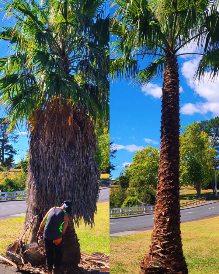Palm tree prunes