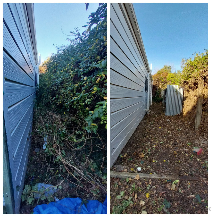 Ivy a problem? Not a problem for us!