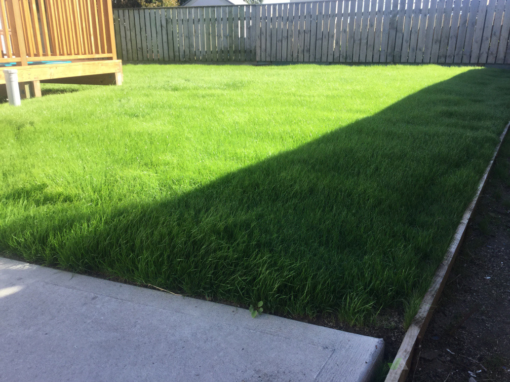 we remove old lawns with our digger  and tipper truck and create a luscious green lawn