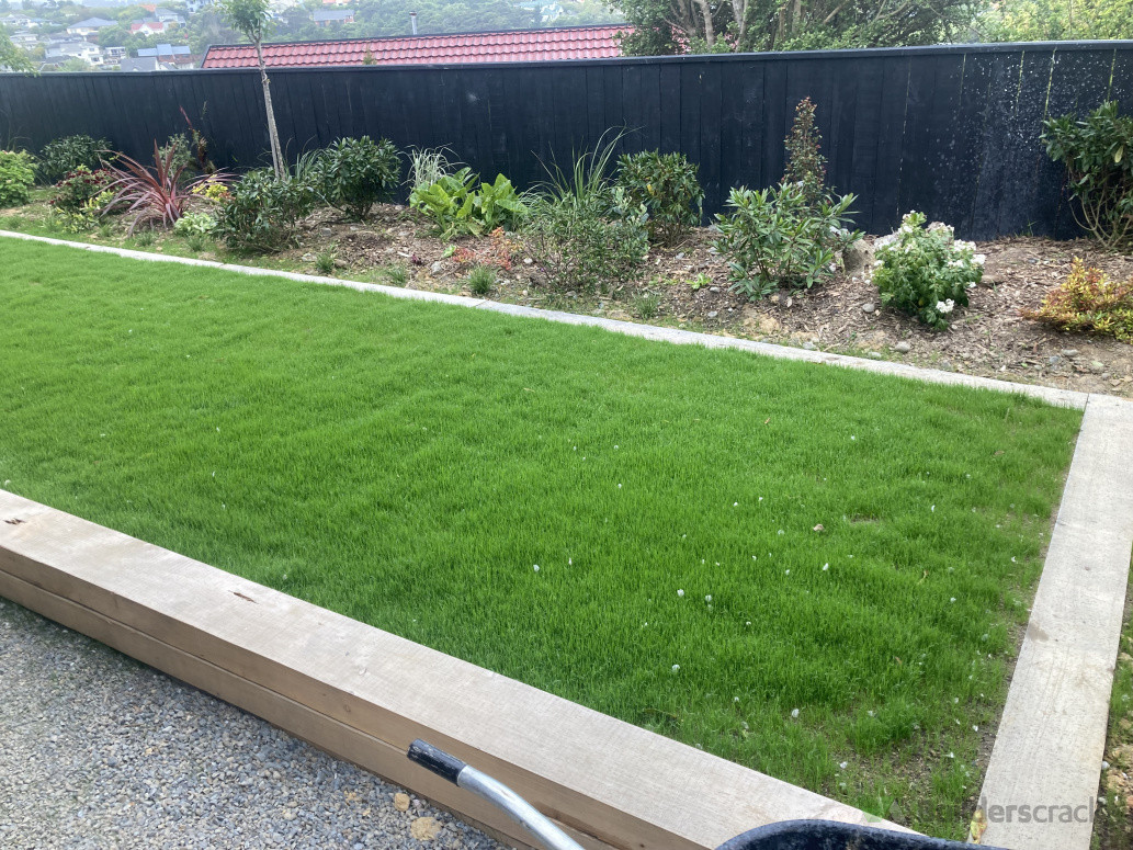 native planting with a new lawn with macrocarpa edging