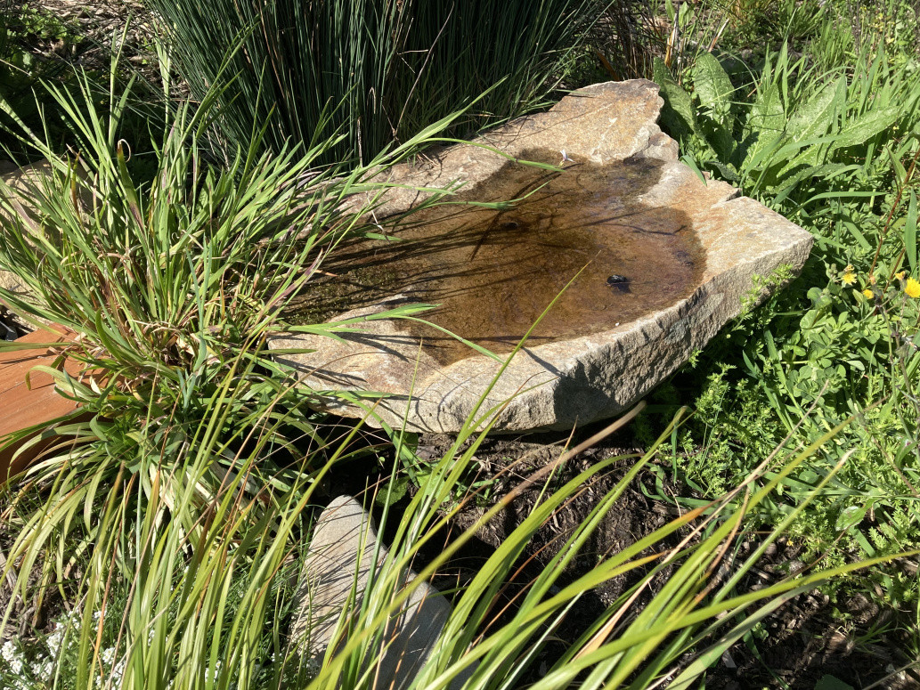 using natural borders and native planting to encourage bird life to a garden