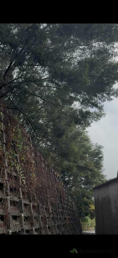 You can see the overgrown retaining wall and trees hanging over the buildings before we got started