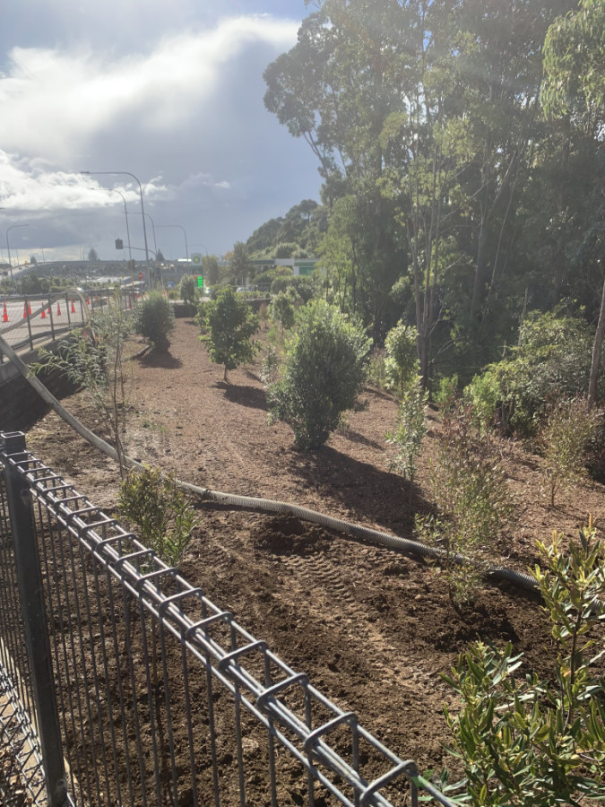 Waterview tunnel replant
