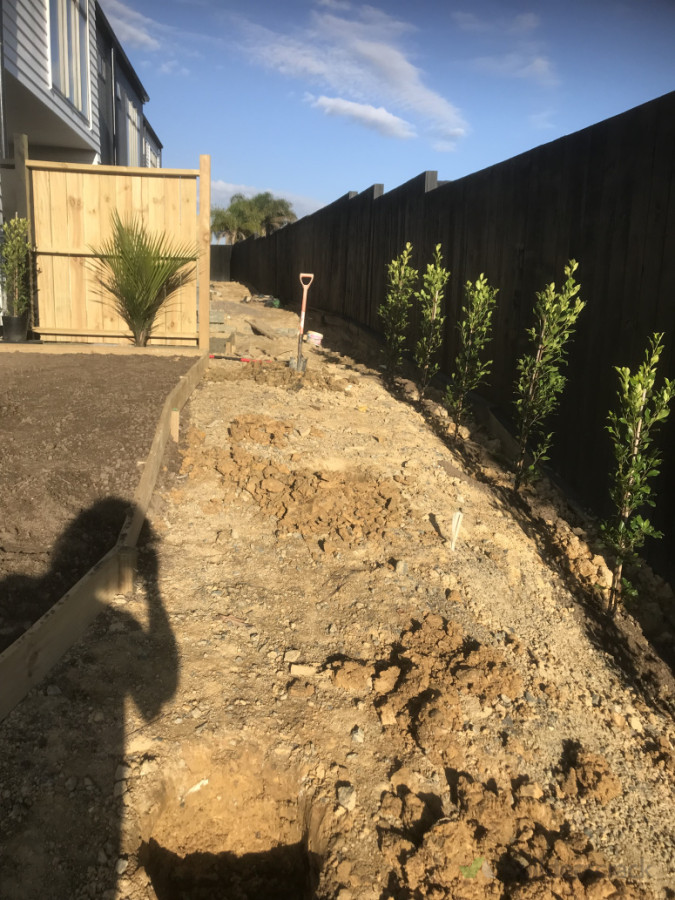 New development planting and fencing