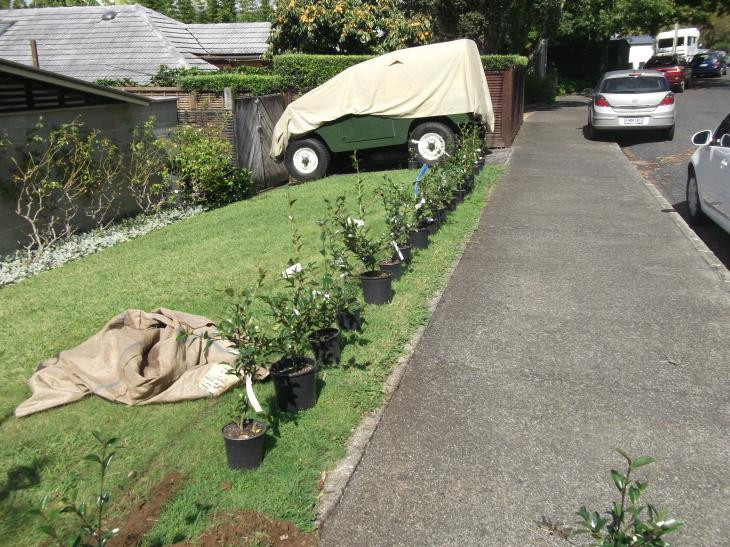 Remuera garden layout