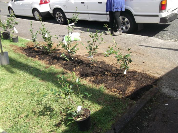 Process of Remuera Garden