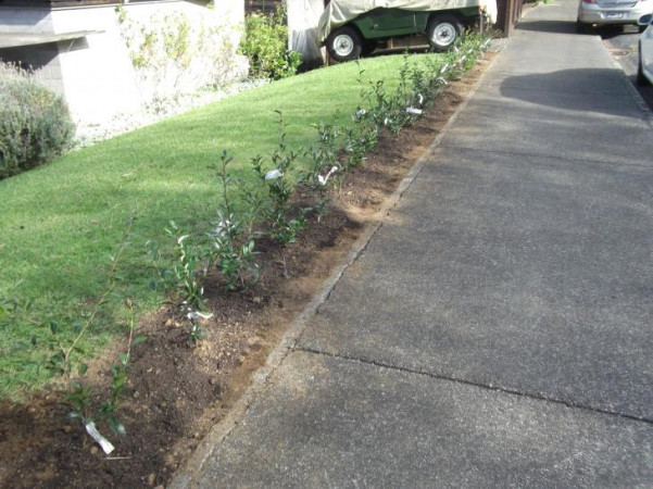 Finished Garden-Remuera Hedge