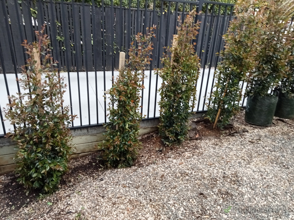 Hedge planting