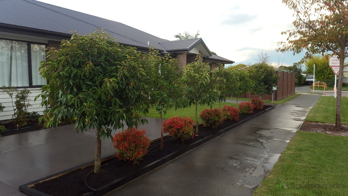 Pleached hedge