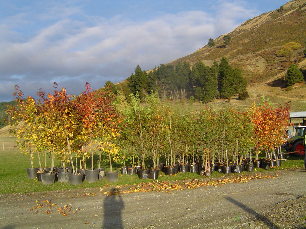 Trees ready for planting.  Wanaka