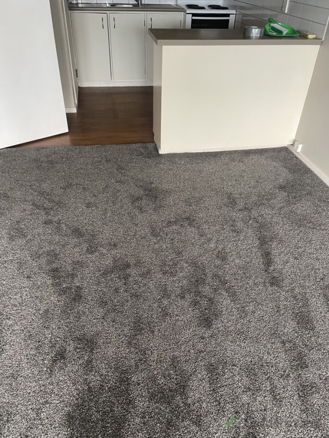 New carpet install (38oz) renovated rental property