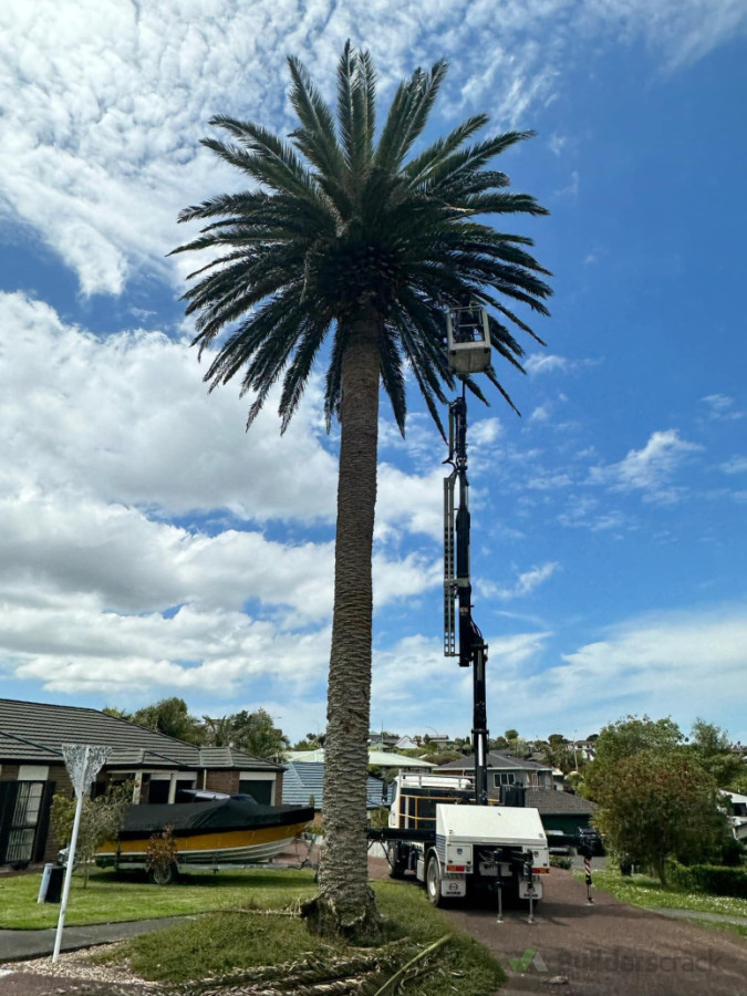 Palm Tree Clean Up and Removals
