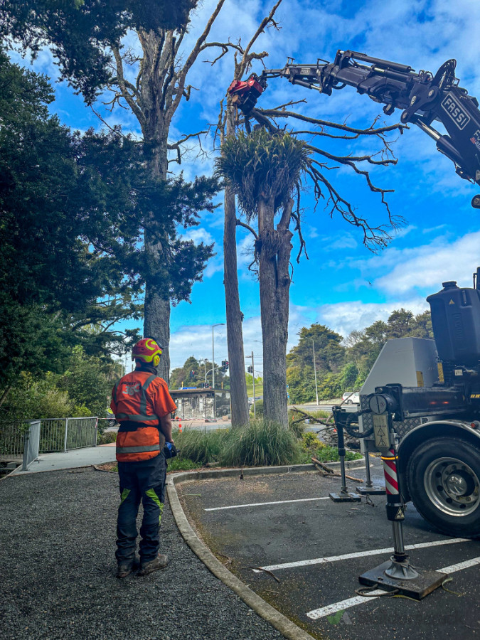 Remote Control Tree Removal