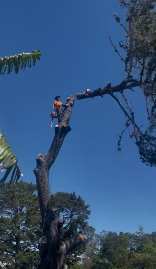 Large Tree Removal