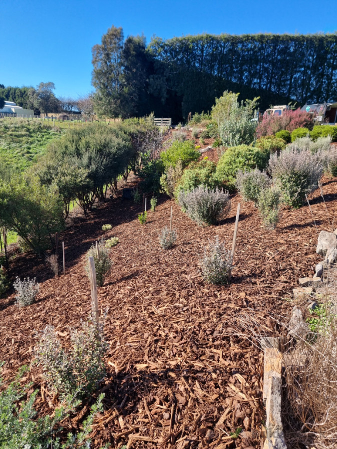 Native planting hillside