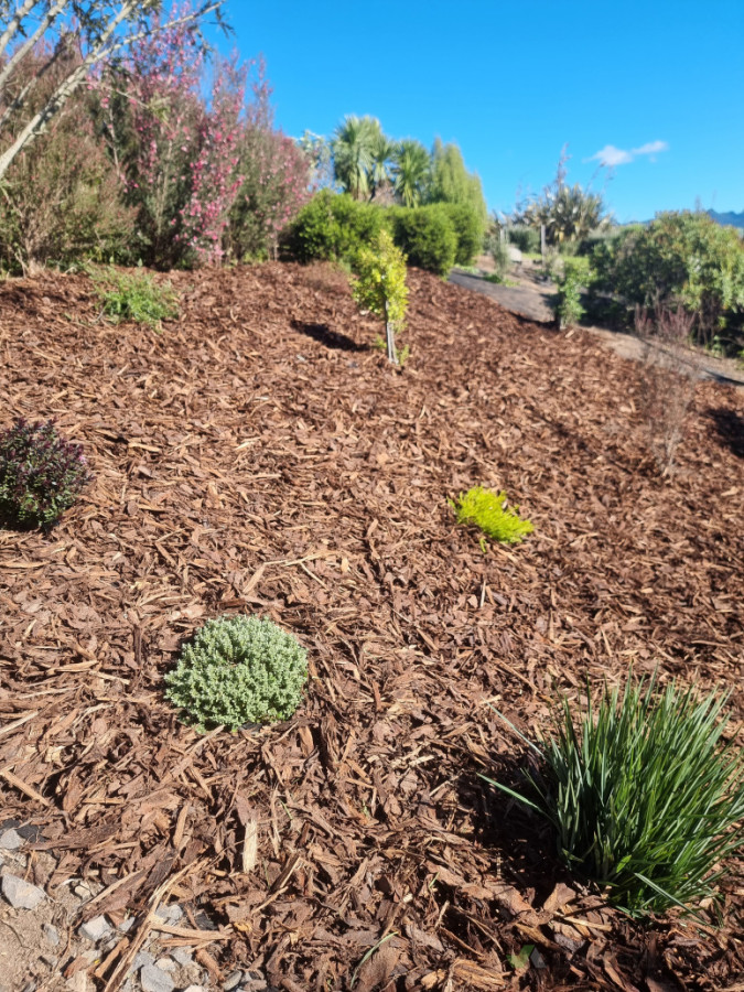 Native planting on hillside with Woodchip/Mulch/Lime