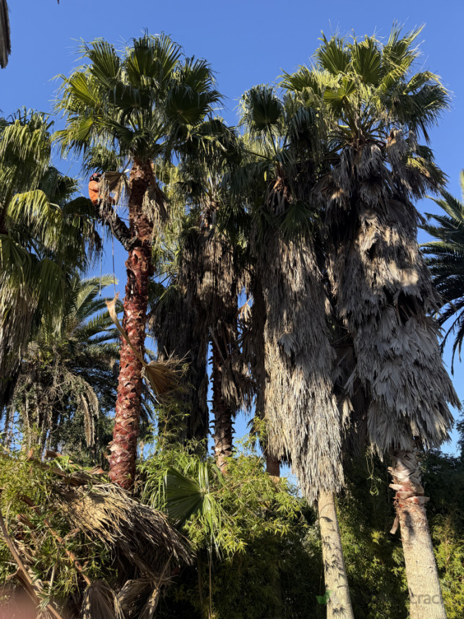Palm trees clean up