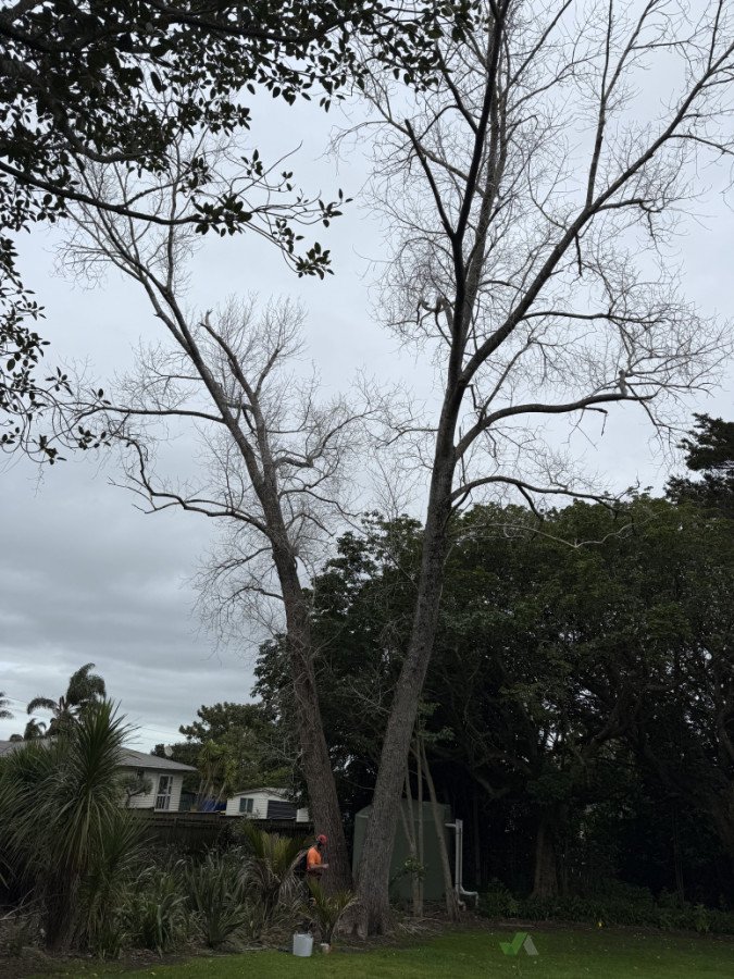 Big poplar tree removal