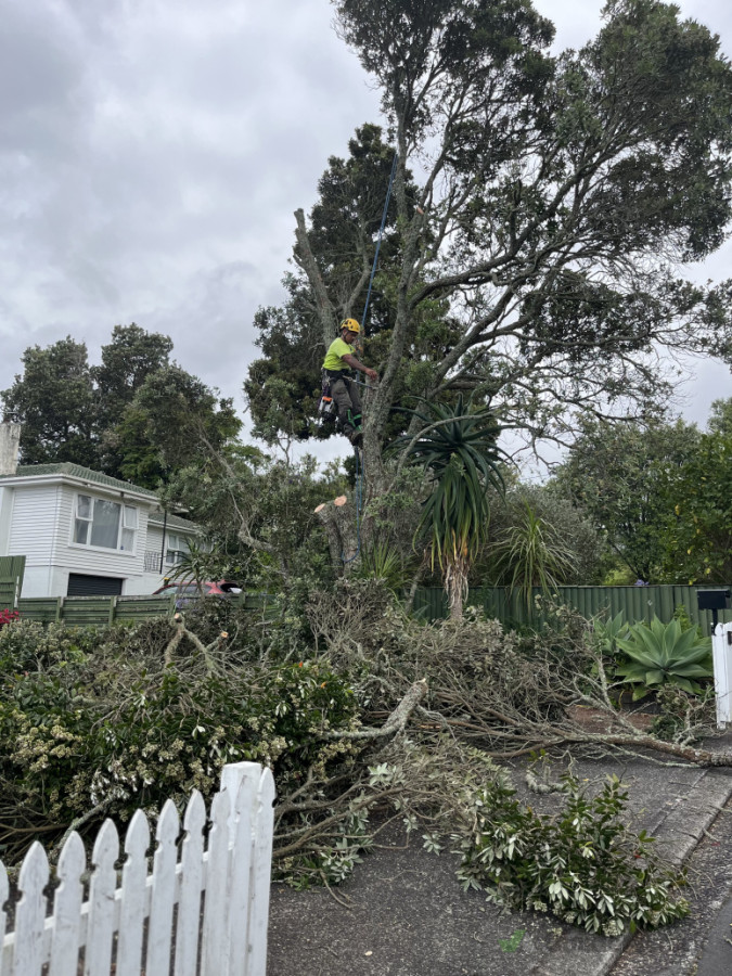 Tree Removal