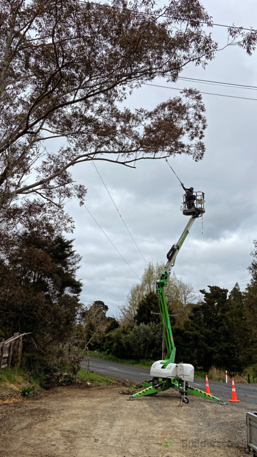 Tree Trimming