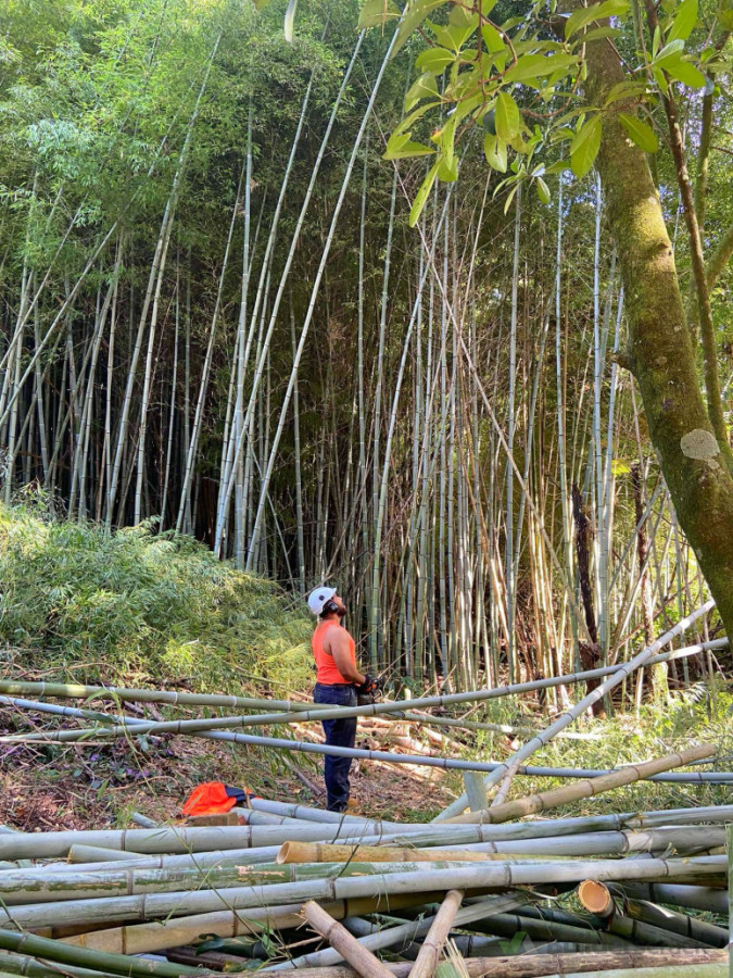 Bamboo Removal
