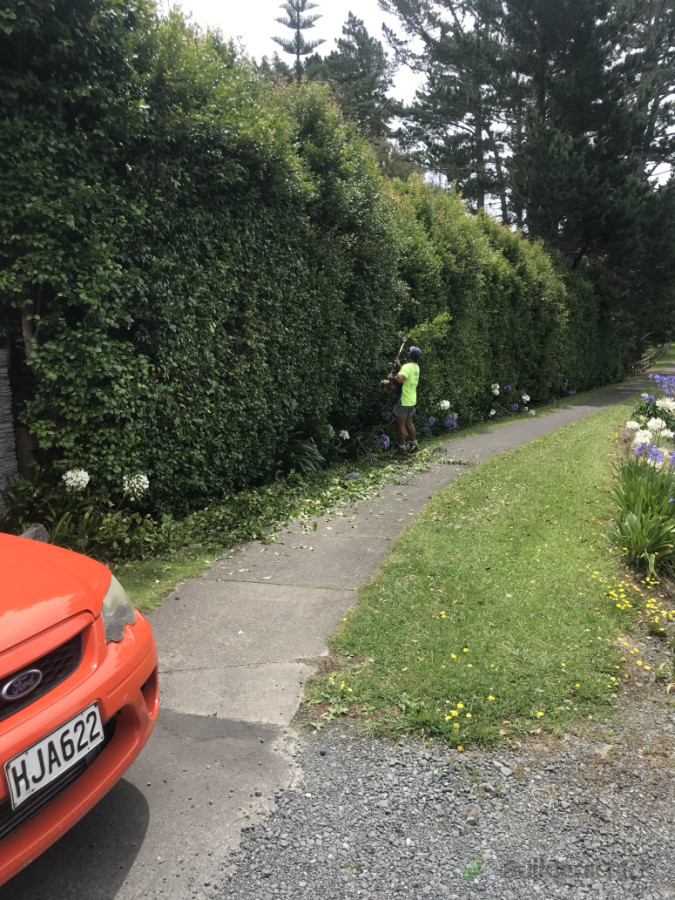 Hedge Trimming