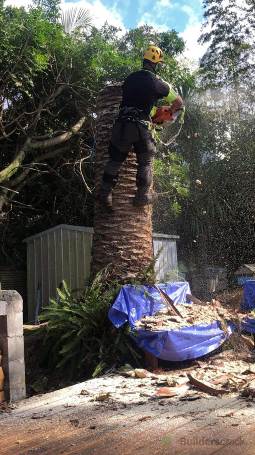 Palm Tree Removal