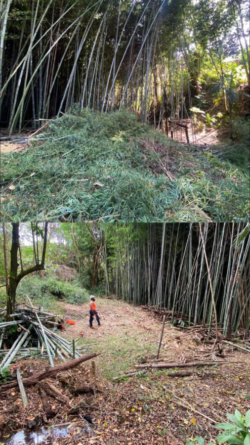 Bamboo Removal (before and after)