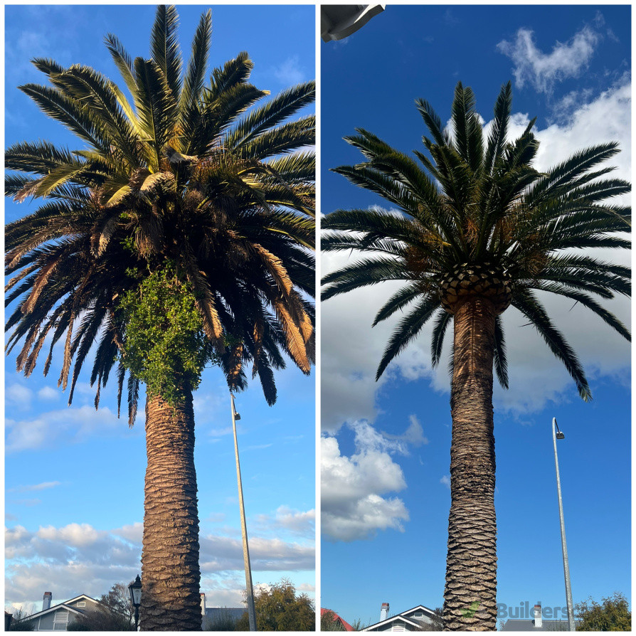 Phoenix Palm shaping