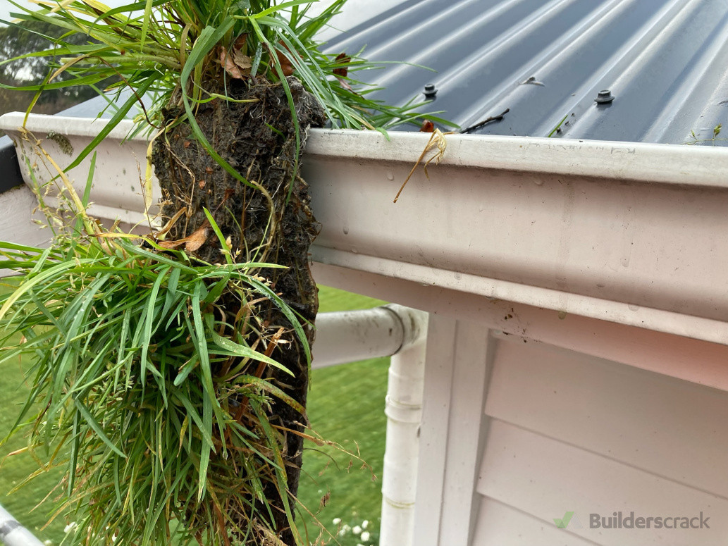 Jungle Pulled Out in Strips!