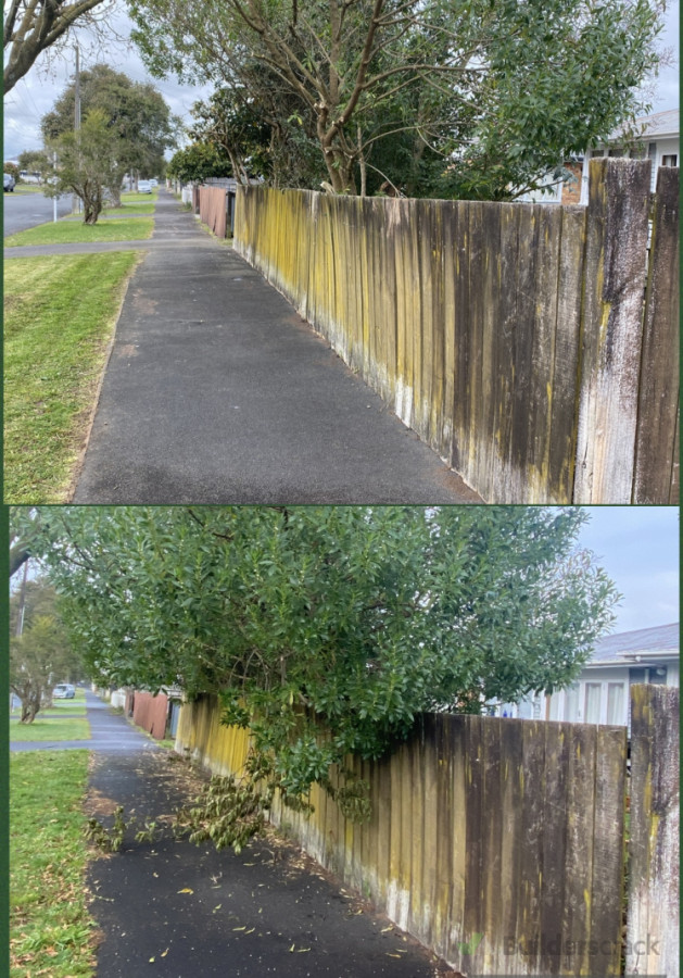 Professional tree trimming to ensure a clear and safe walkway