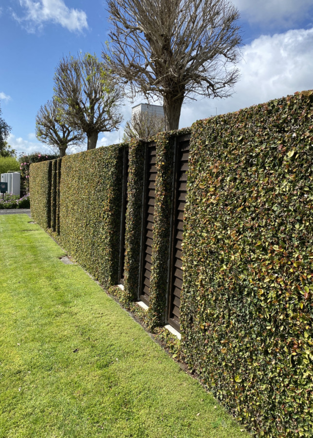 Hedges maintained to perfection for a crisp, cared-for finish