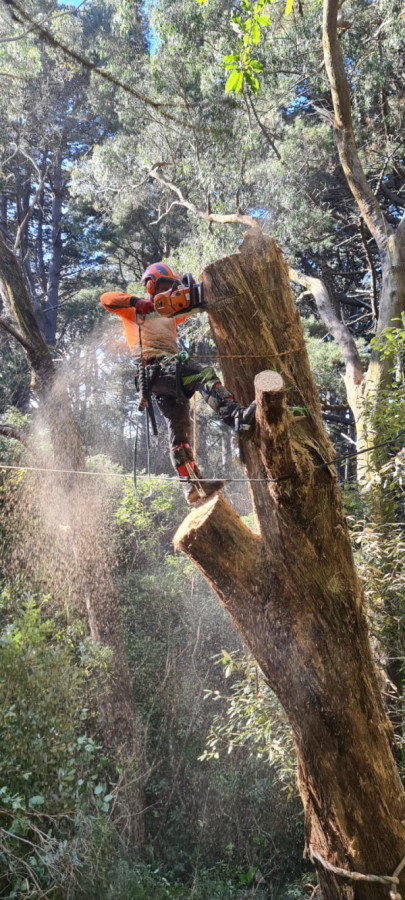 Hazardous tree removal