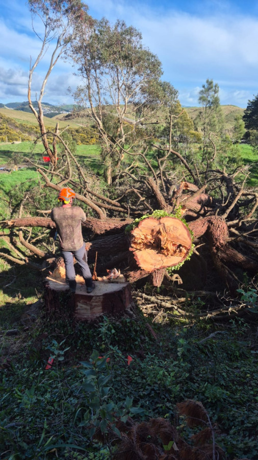 Large tree felling
