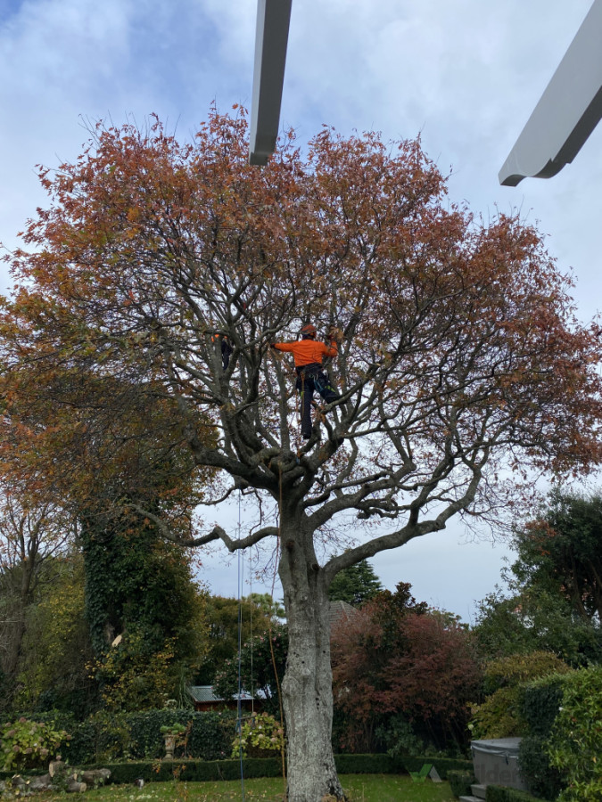 Mature tree pruning