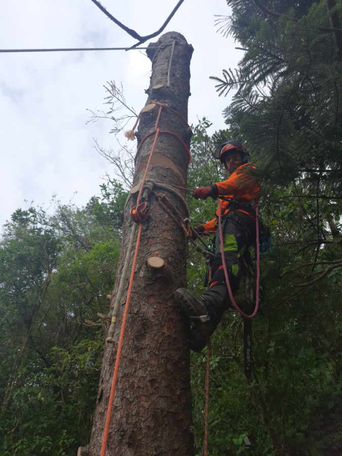 Technical tree removal