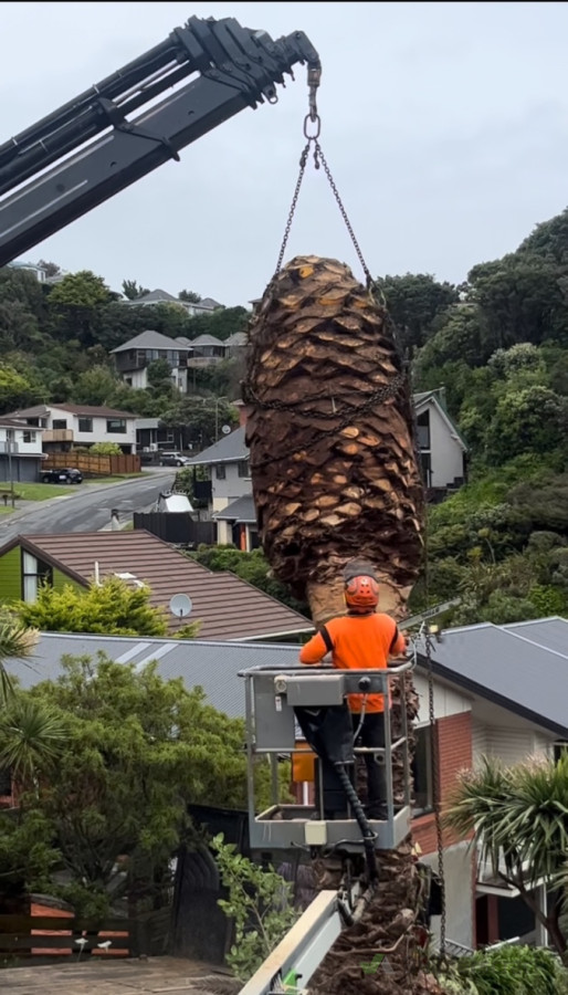 Phoenix palm crane assisted removal