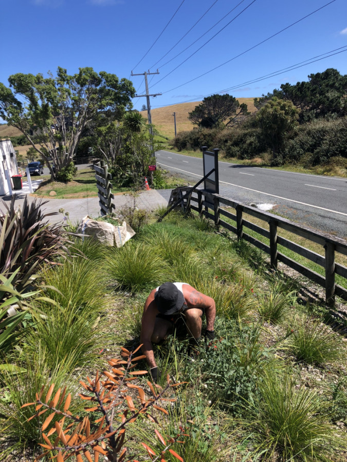 Weeding garden bed in Muriwai.