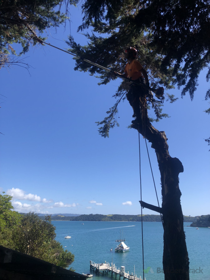 Removing pines from a property on Kawau island.