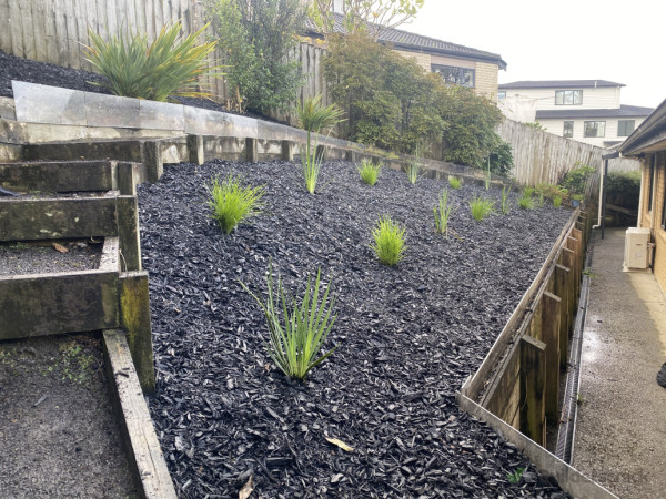 Planted early spring, easily triple + in size by the end of summer.