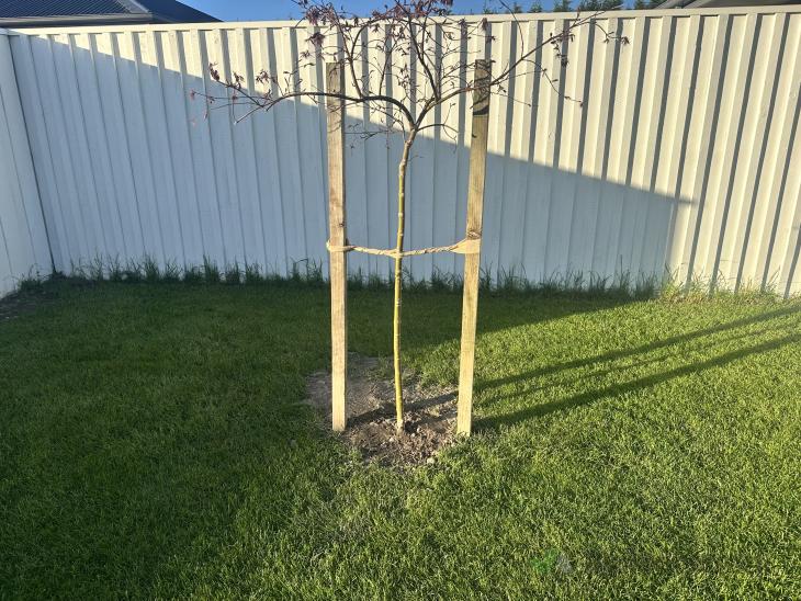 Tree Boxing Car In Boxing 5 trees (#1169034) | Builderscrack