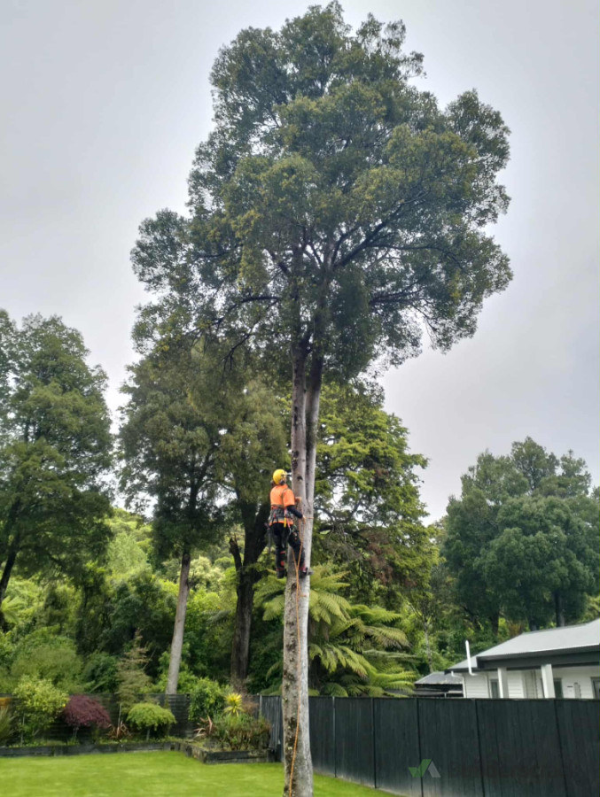 Removal of compromised tree