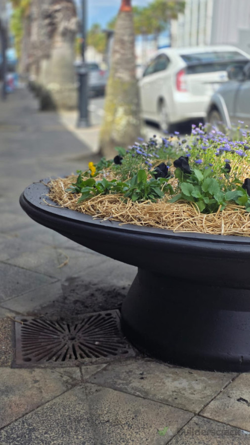 Gisborne CBD planter-box re-paint
