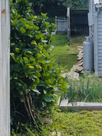 Removal of old fence