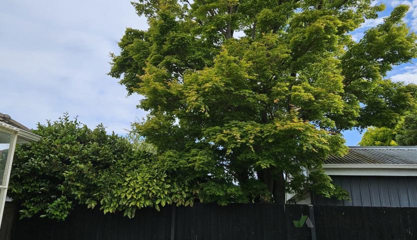 Trim Trees (Overhanging Boundary Trees and Close to Overhead Power