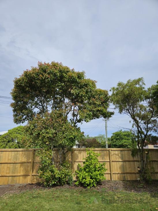 Trim Trees (Overhanging Boundary Trees and Close to Overhead Power
